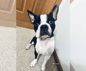 Faux Frenchbo Bulldog Dogs for adoption in St. Louis Park, MN, USA