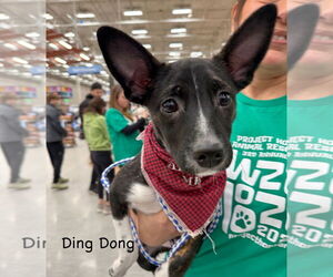 Mutt Dogs for adoption in GILBERTS, IL, USA