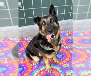 MAYA - Female German Shepherd Dog Dog for Adoption - Photo #2