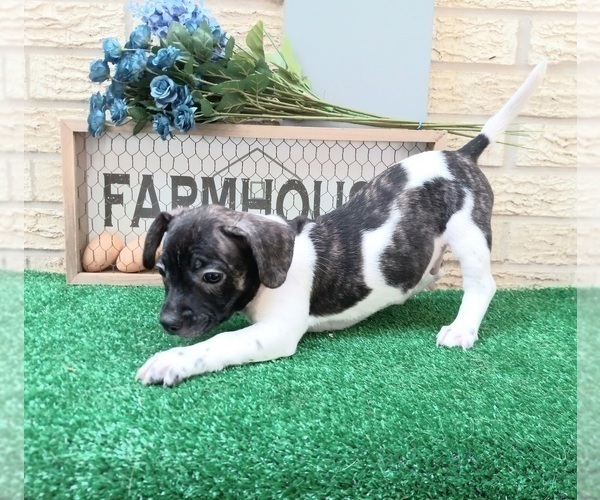 Medium Photo #1 French Bullhuahua Puppy For Sale in CARTHAGE, TX, USA