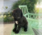 Puppy Jellybean Poodle (Standard)