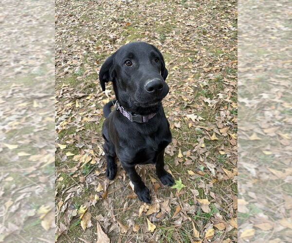 Medium Photo #1 Labrador Retriever-Unknown Mix Puppy For Sale in Boston, MA, USA