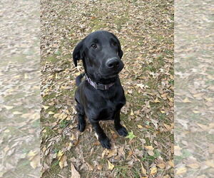 Medium Labrador Retriever Mix