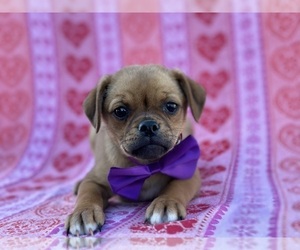 Pom-A-Pug Puppy for sale in LANCASTER, PA, USA