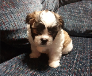 Zuchon Puppy for sale in MONMOUTH, IL, USA