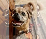 Small Photo #12 Puggle Puppy For Sale in Bellmawr, NJ, USA