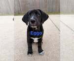 Small #5 Labrador Retriever Mix