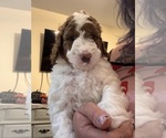 Puppy Joy Goldendoodle