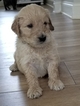 Small Photo #27 Goldendoodle Puppy For Sale in DALLAS, GA, USA