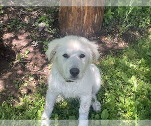 Great Pyrenees Dogs for adoption in Bountiful, UT, USA