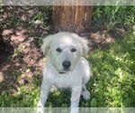 Small Great Pyrenees