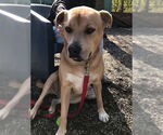 Small #3 Labrador Retriever Mix