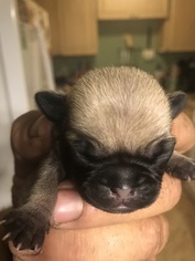 Pug Puppy for sale in SCAPPOOSE, OR, USA