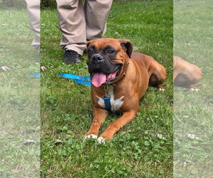 Boxer Dogs for adoption in Woodbury, MN, USA
