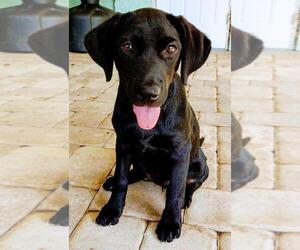 Labrador Retriever Puppy for sale in LAKE WALES, FL, USA