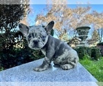 Small Photo #198 French Bulldog Puppy For Sale in HAYWARD, CA, USA