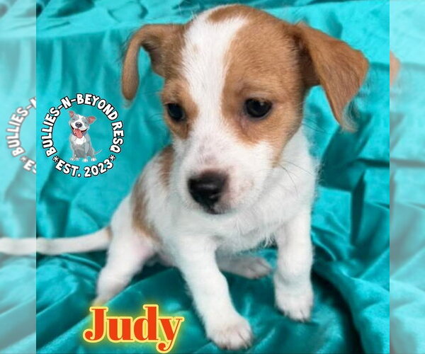 Medium Photo #4 Mutt Puppy For Sale in Omaha, NE, USA