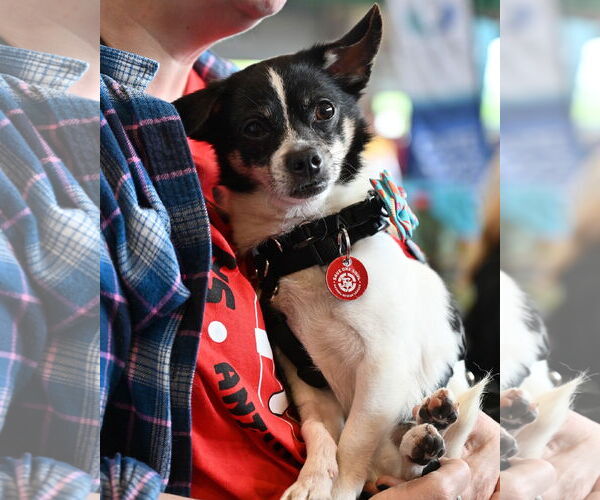 Medium Photo #5 Chihuahua-Unknown Mix Puppy For Sale in Wakefield, RI, USA