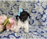 Small Photo #6 Goldendoodle-Jack Russell Terrier Mix Puppy For Sale in NOTTINGHAM, PA, USA