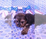 Small #11 Yorkshire Terrier