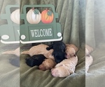 Small Photo #7 Goldendoodle Puppy For Sale in SURPRISE, AZ, USA
