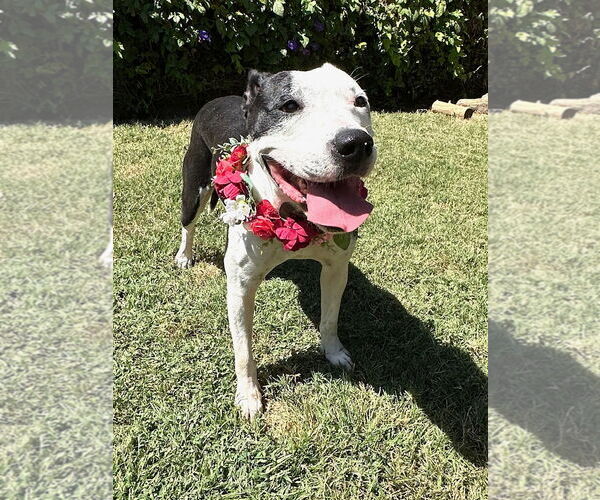 Medium Photo #10 American Pit Bull Terrier-Unknown Mix Puppy For Sale in Redlands, CA, USA