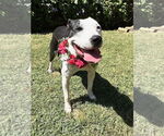 Small #9 American Pit Bull Terrier Mix