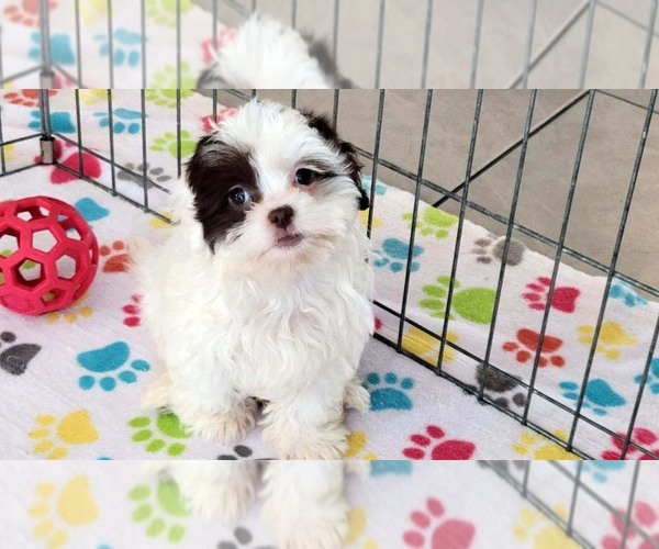 Medium Photo #12 ShihPoo Puppy For Sale in ORO VALLEY, AZ, USA