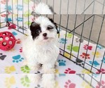 Small #11 ShihPoo