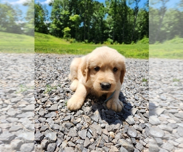 Medium Photo #1 Golden Retriever Puppy For Sale in OLIVER SPRINGS, TN, USA