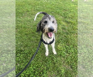 Poodle (Standard) Dogs for adoption in Silver Spring, MD, USA