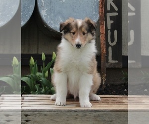 Collie Puppy for sale in FREDERICKSBURG, OH, USA