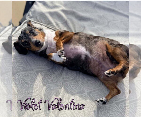 Medium Photo #4 Dachshund Puppy For Sale in San Antonio, TX, USA