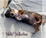 Small #3 Dachshund
