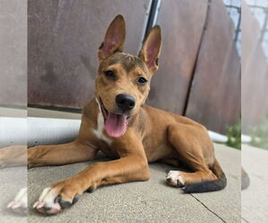 Basenji-German Shepherd Dog Mix Dogs for adoption in Lakewood, CO, USA