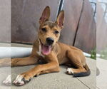 Small Basenji-German Shepherd Dog Mix