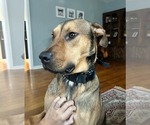 Small #2 American Pit Bull Terrier Mix