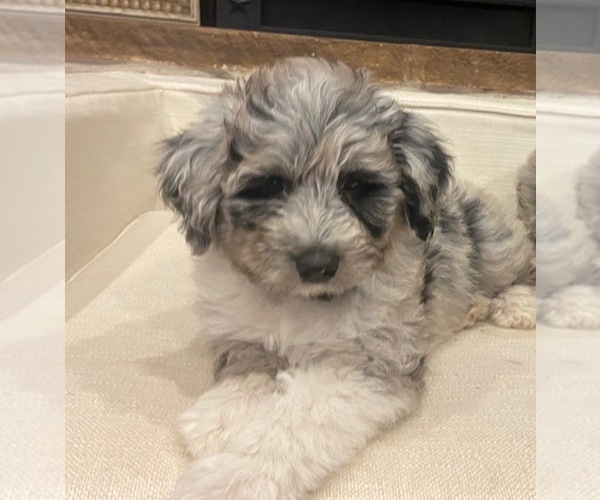 Medium Photo #4 Aussiedoodle-Goldendoodle Mix Puppy For Sale in GRANDVIEW, TX, USA