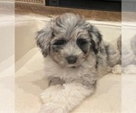 Small #3 Aussiedoodle-Goldendoodle Mix