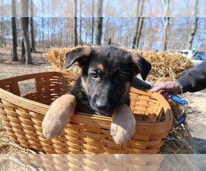 German Shepherd Dog Puppy for sale in DAYTON, OH, USA