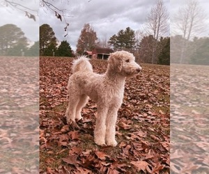 Mother of the Goldendoodle mix (+ Poodle Standard) puppies born on 02/26/2026