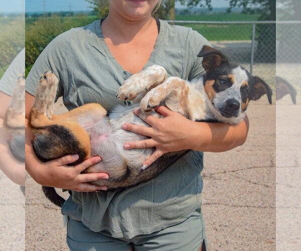 Medium Photo #4 Beagle-Red Heeler Mix Puppy For Sale in Huntley, IL, USA