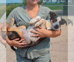Small #3 Beagle-Red Heeler Mix