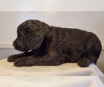 Small Photo #25 Aussiedoodle Puppy For Sale in ATHENS TOWNSHIP, PA, USA
