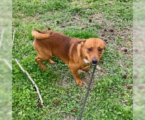 Medium Photo #2 Dachshund-Unknown Mix Puppy For Sale in Sparta, TN, USA