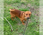 Small #1 Dachshund Mix