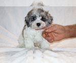 Small #20 ShihPoo