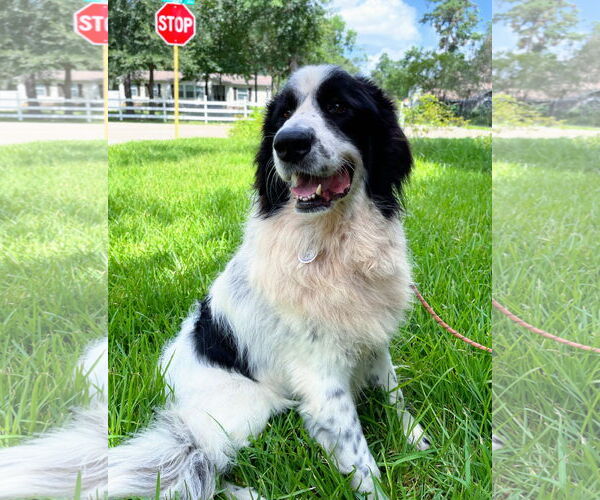 Medium Photo #2 Great Pyrenees-Unknown Mix Puppy For Sale in Spring, TX, USA