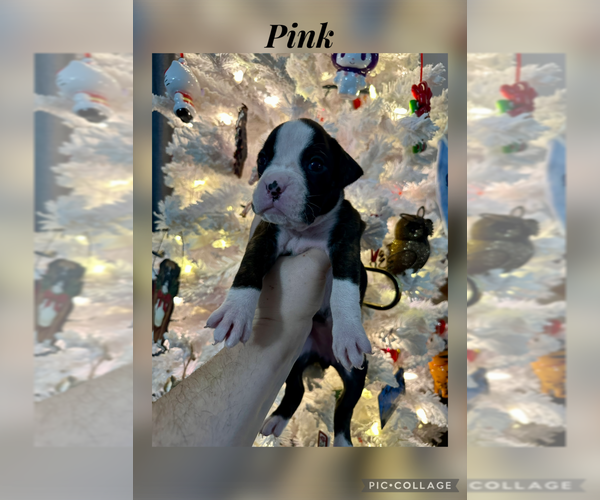 Medium Photo #2 Boxer Puppy For Sale in RALEIGH, NC, USA