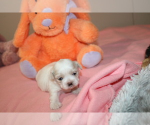 Shih Tzu Puppy for sale in THAYER, KS, USA